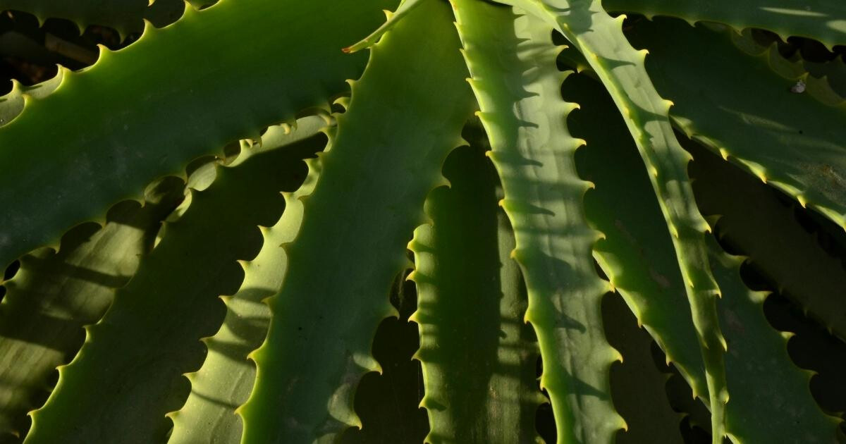 Image pour l'article Aloe vera : 7 bienfaits insoupçonnés à connaître sur cette plante