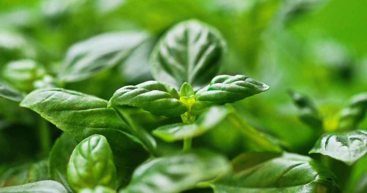 Image pour l'article Basilic bienfaits : cette plante aromatique cache 8 vertus insoupçonnées