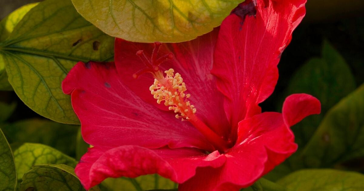 Image pour l'article Bissap bienfaits : cette fleur d’hibiscus cache 10 vertus insoupçonnées