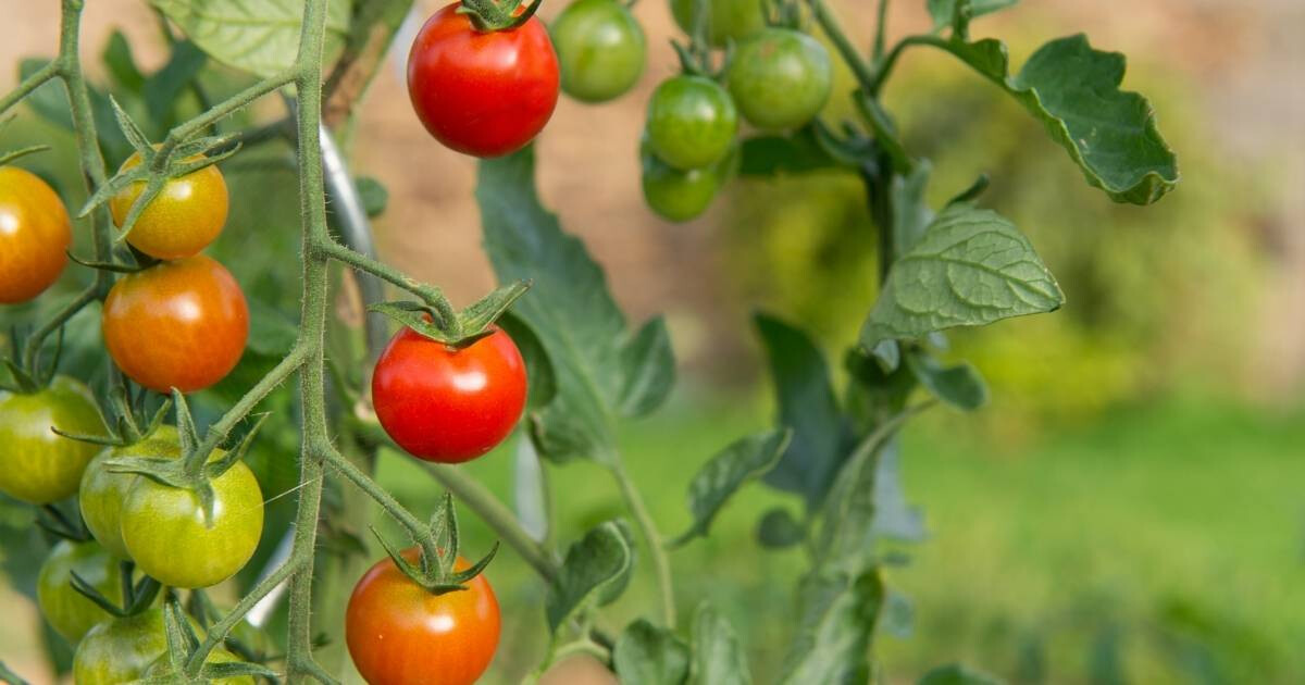 Image pour l'article Comment congeler des tomates pour les savourer toute l’année ?