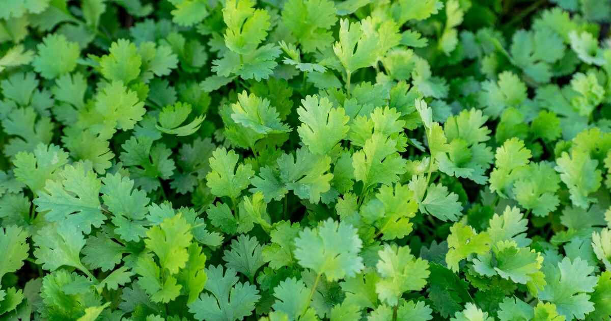 Image pour l'article Coriandre bienfaits : cette plante cache 8 vertus insoupçonnées
