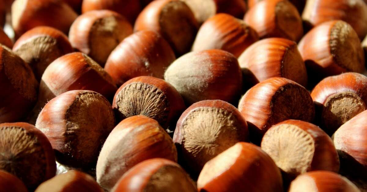 Noisettes : ses 9 bienfaits que vous devez absolument connaître