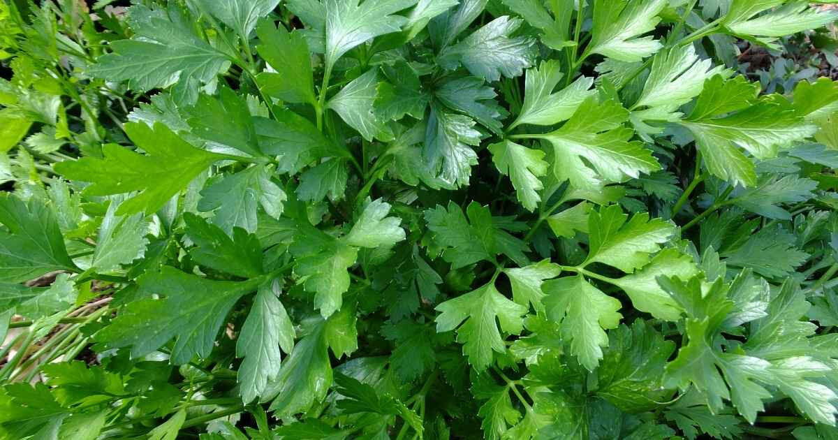 Image pour l'article Persil bienfaits : cette herbe banale cache 8 super-pouvoirs insoupçonnés